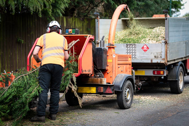 Best Tree Health Inspection  in Lepanto, AR